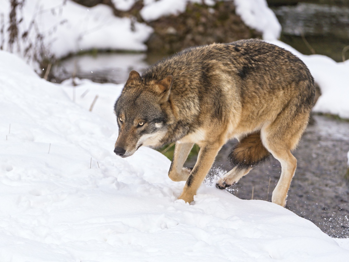 Волк с поджатым хвостом