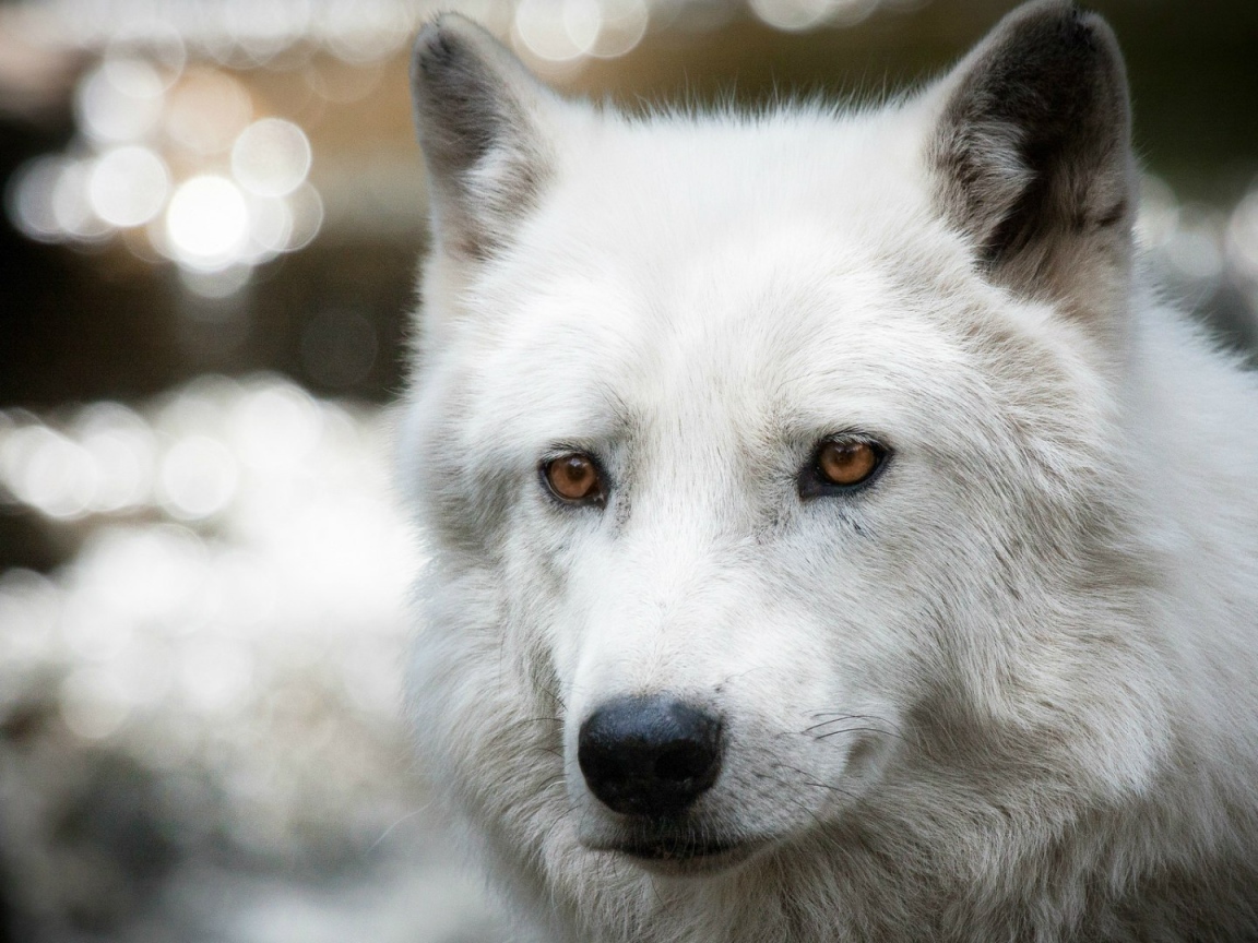 Белый полярный волк