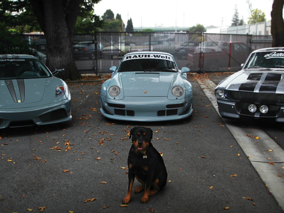 Собака охраняет дорогие авто