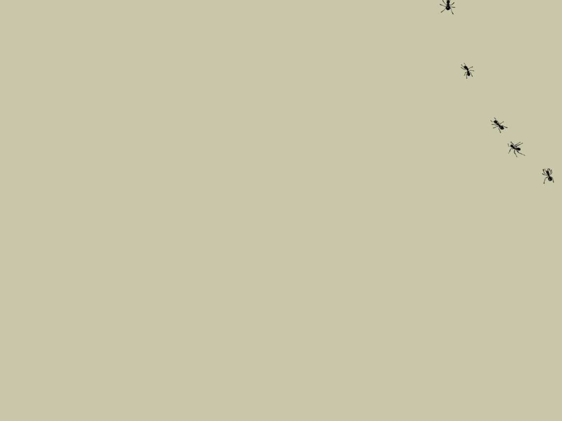 Муравьи на мониторе, серый фон