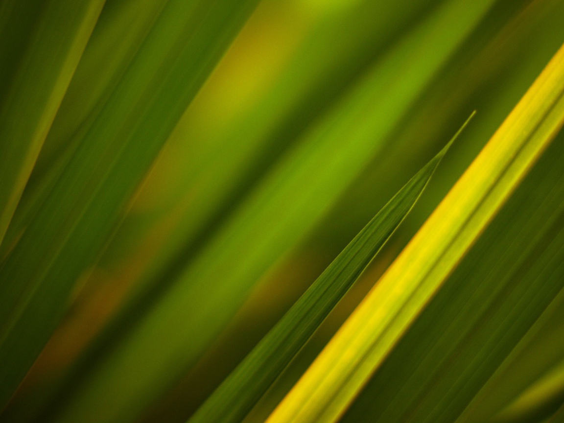 Фон из зеленой травы