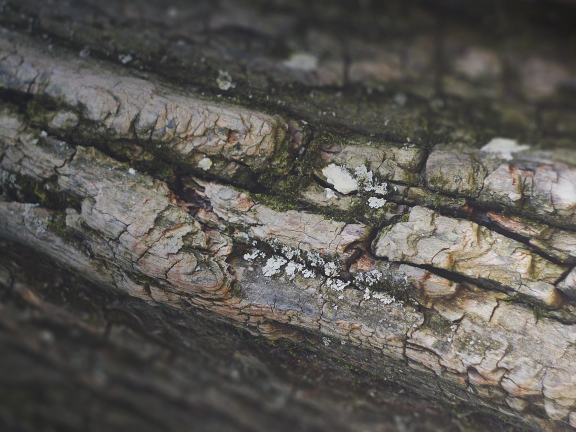 Кора дерева, фон