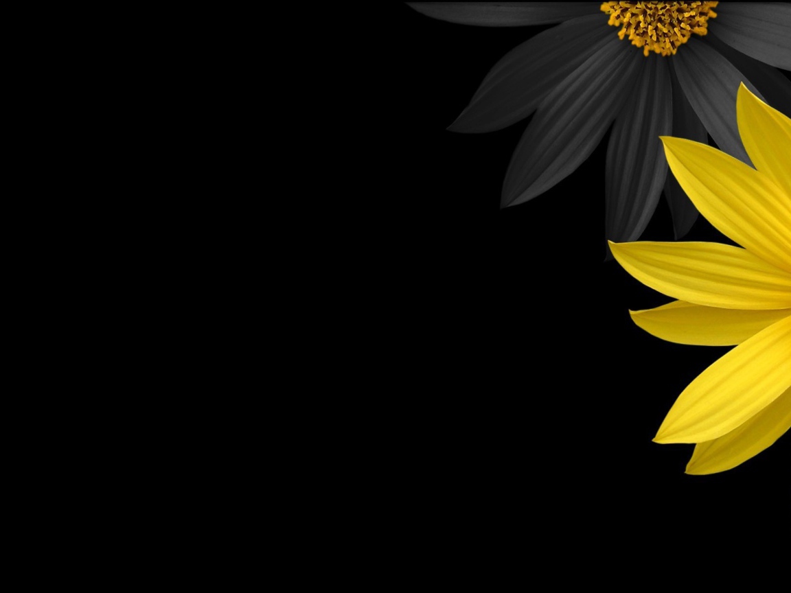 Черный и желтый цветок на черном фоне