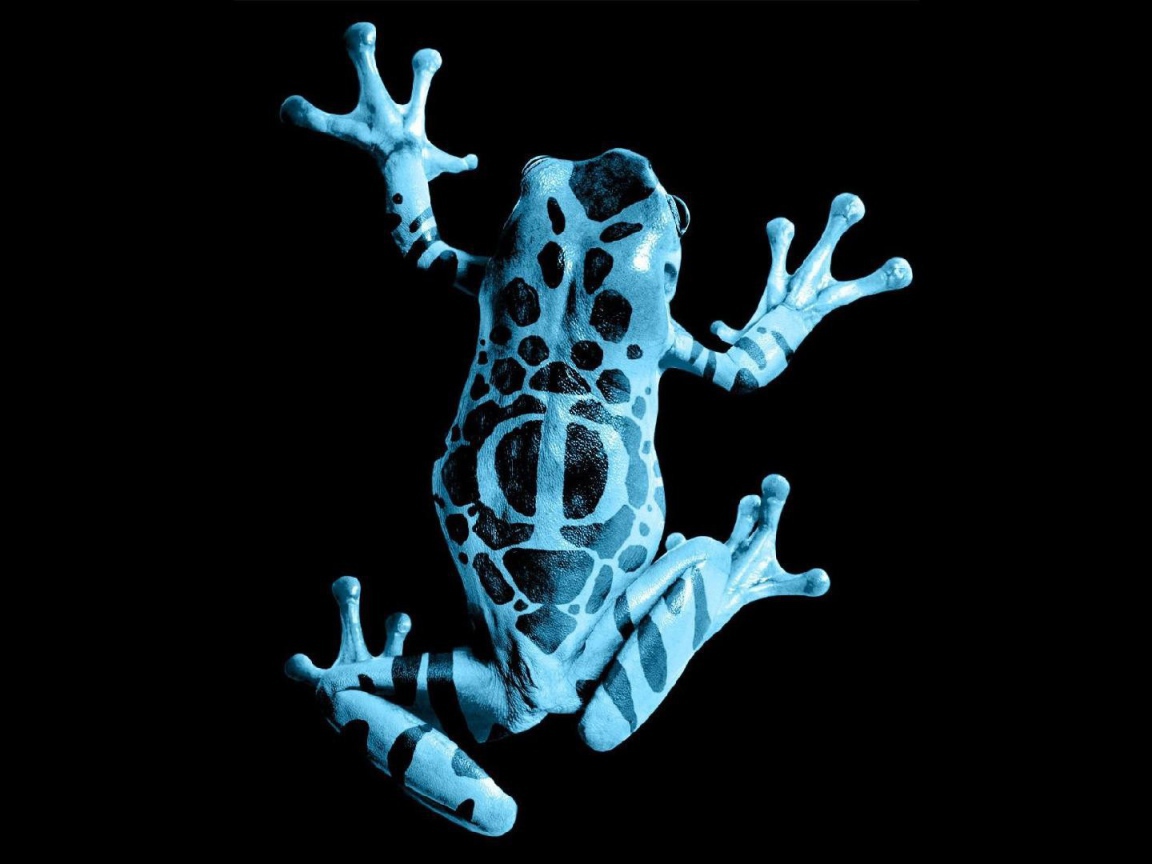 Голубая лягушка на черном фоне