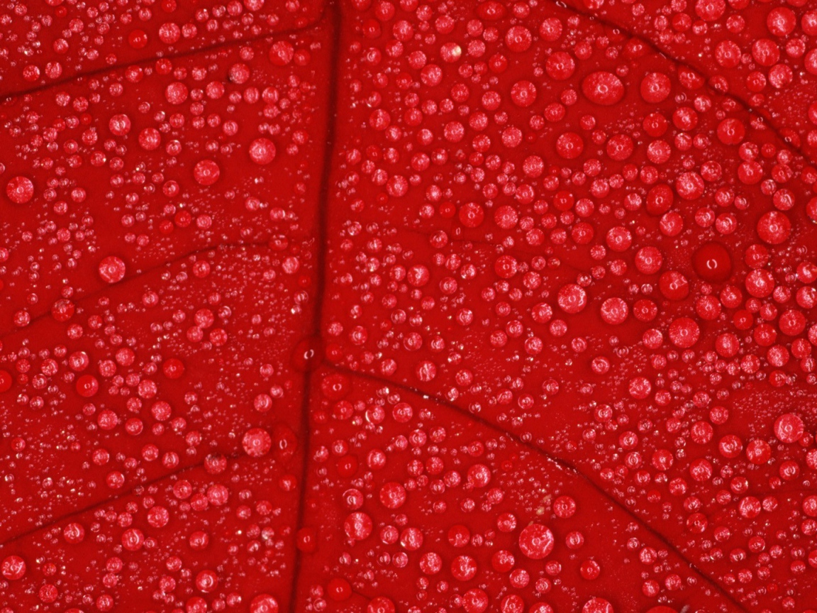 Влага на красном листе, фон