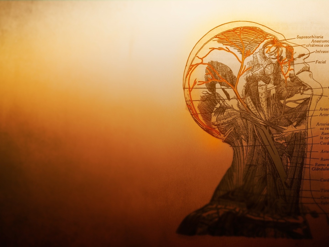 Устройство сосудов головы в человеческом теле