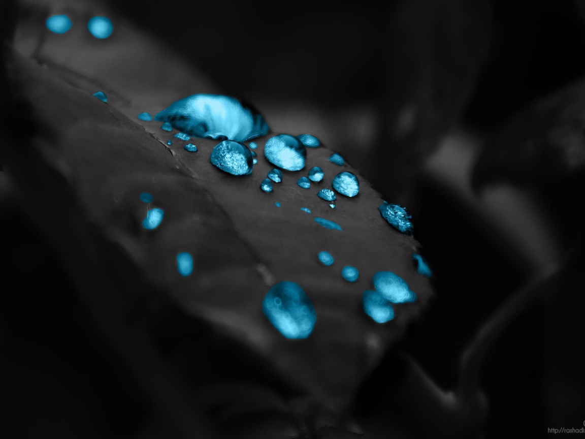 Голубые капли на черном листе