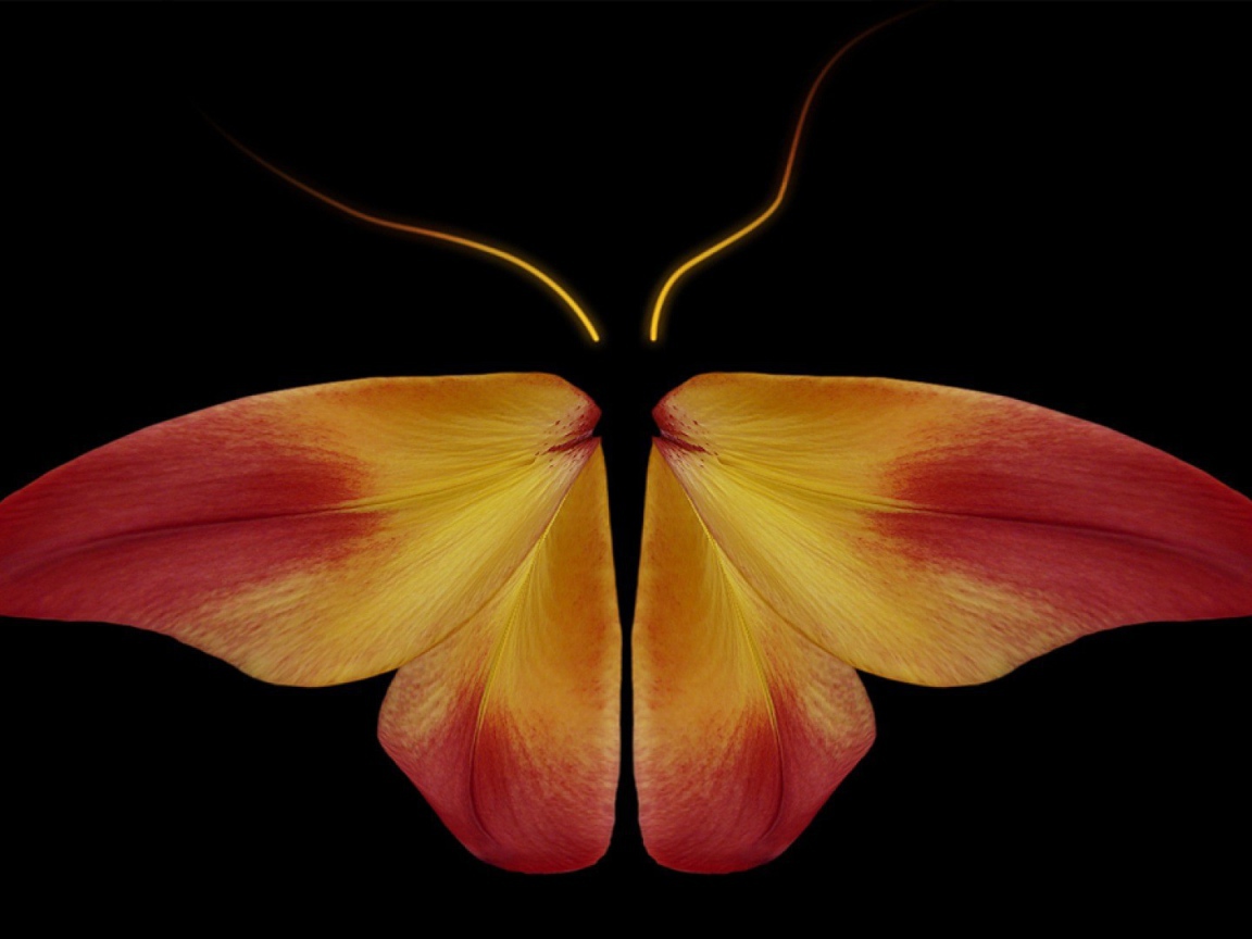 Бабочка из цветочных лепестков