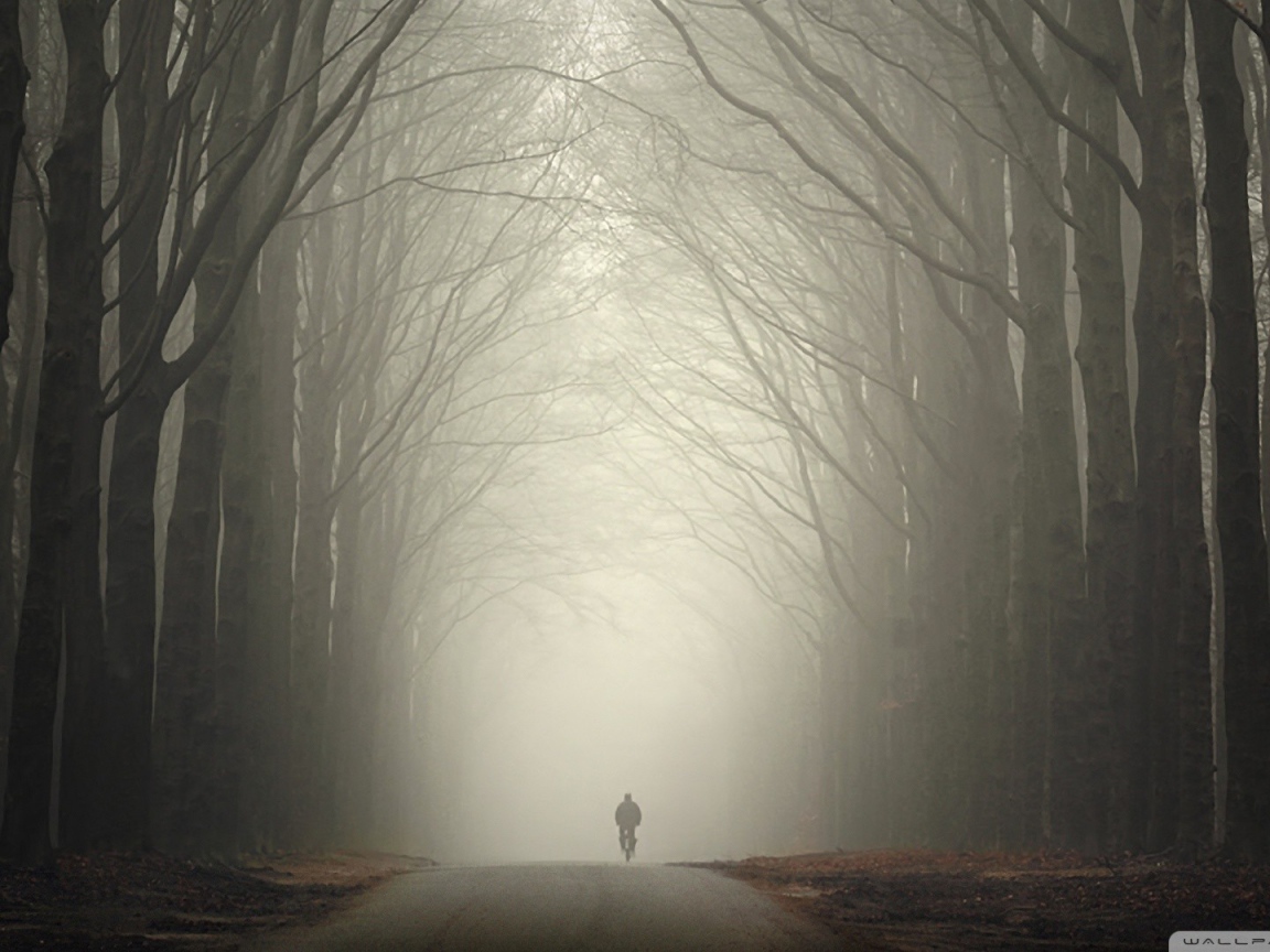 Велосипедист в туманном лесу