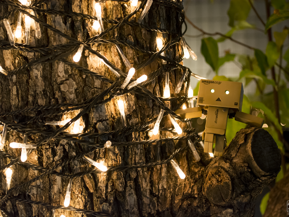 Дандо на дереве