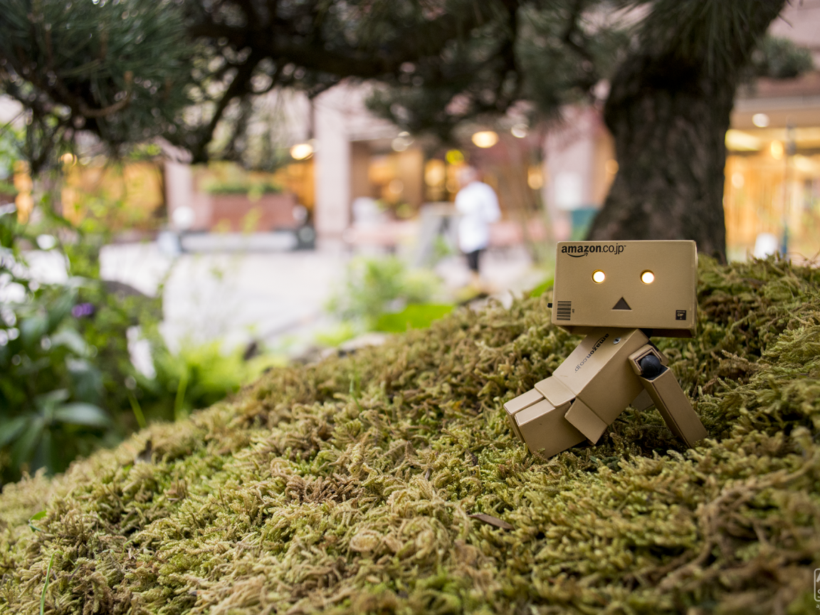 Японский Дандо на мху