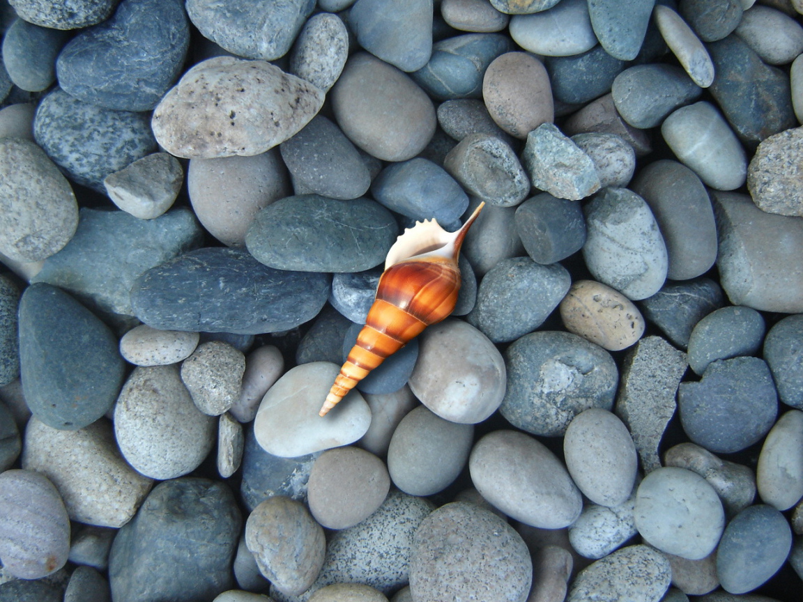 Ракушка на синих камнях