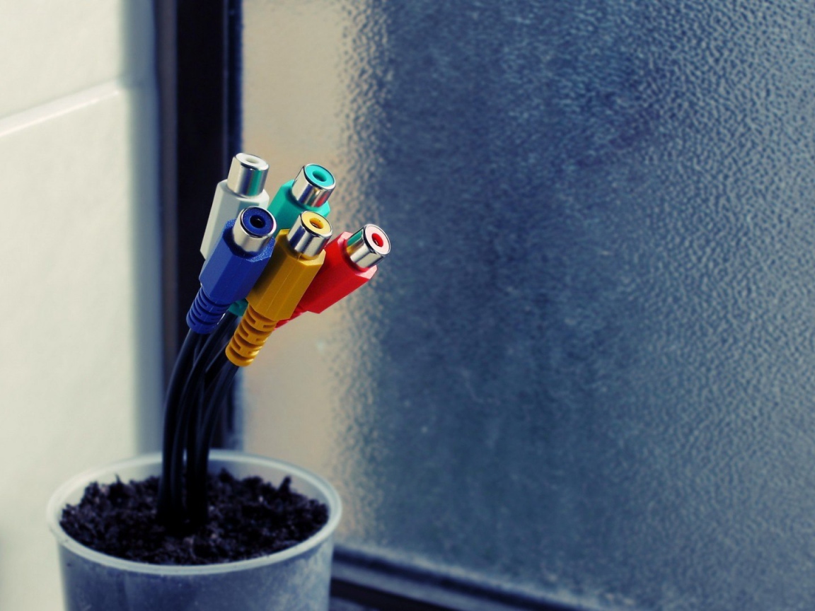 Тюльпаны в горшке