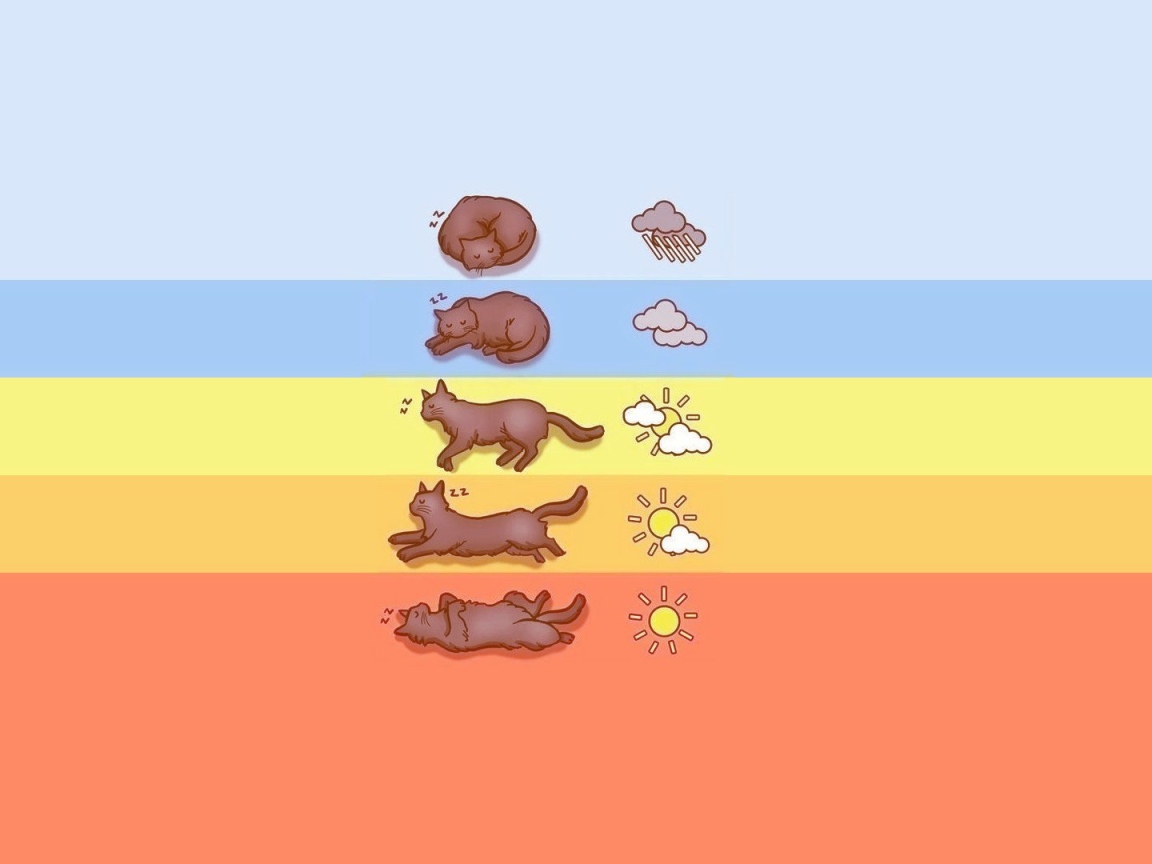 Прогноз погоды по коту