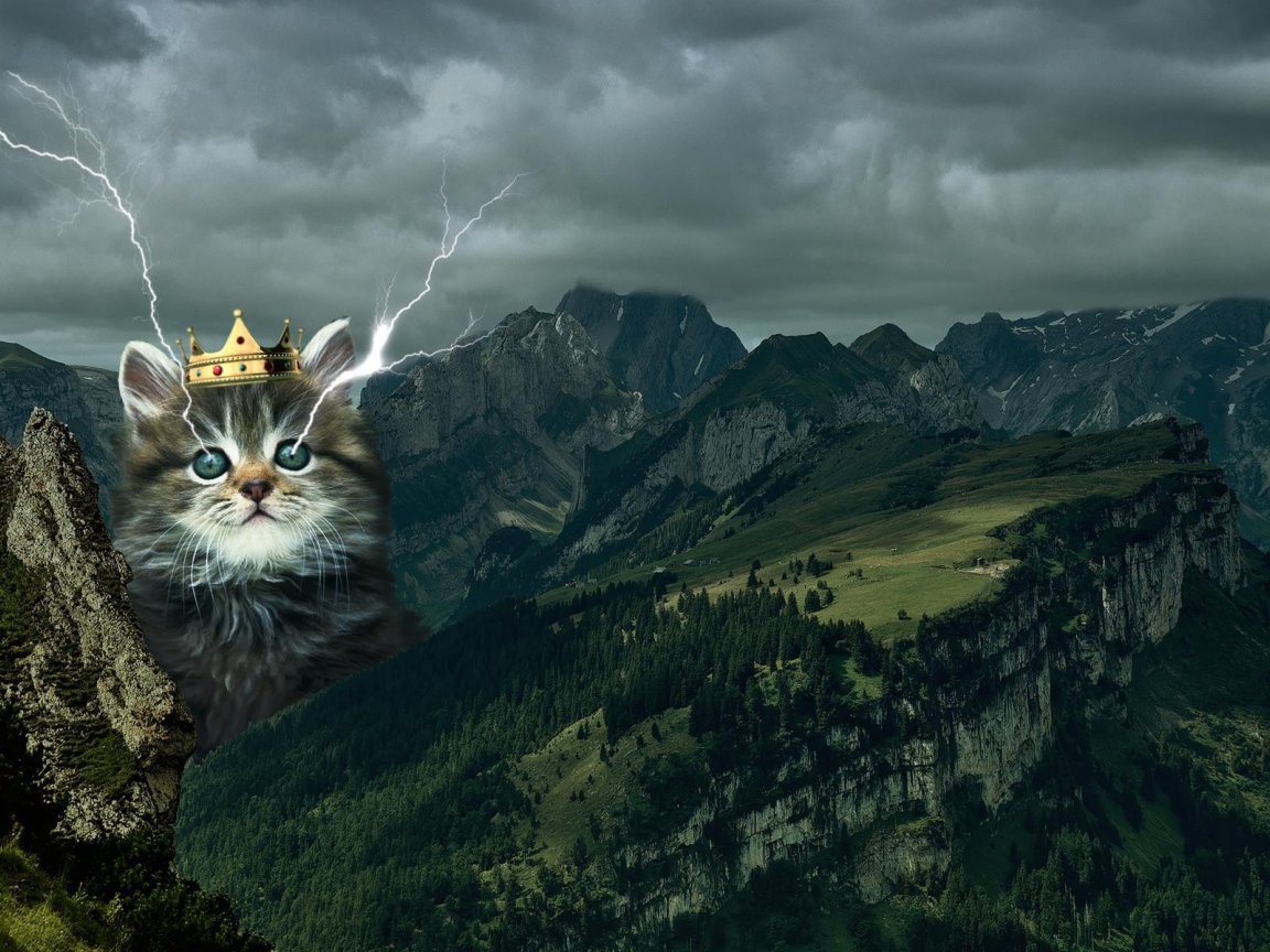 Кот в короне среди гор