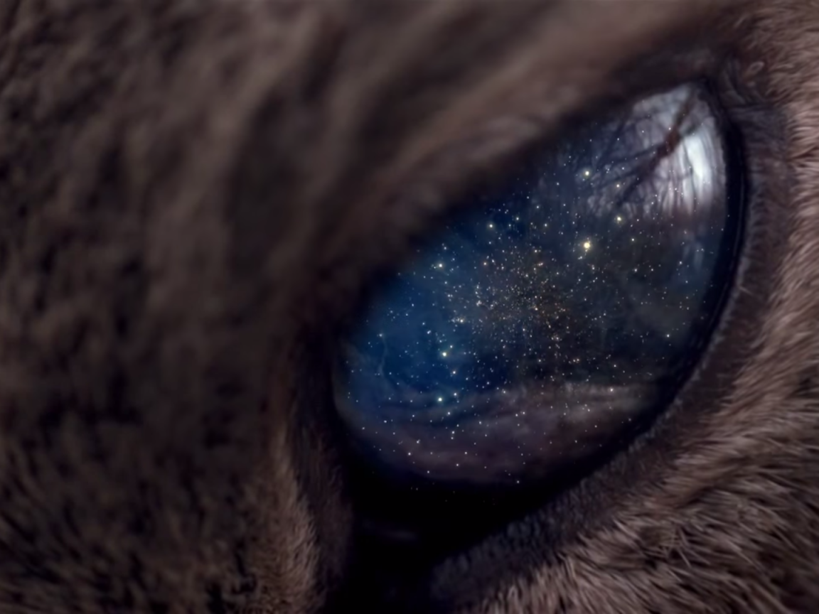 Вселенная в глазу животного