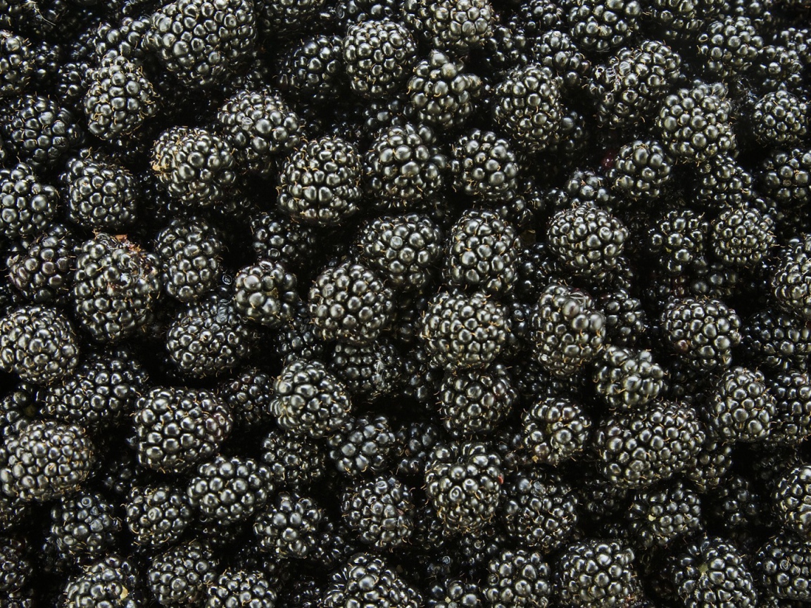 Черная ягода ежевика