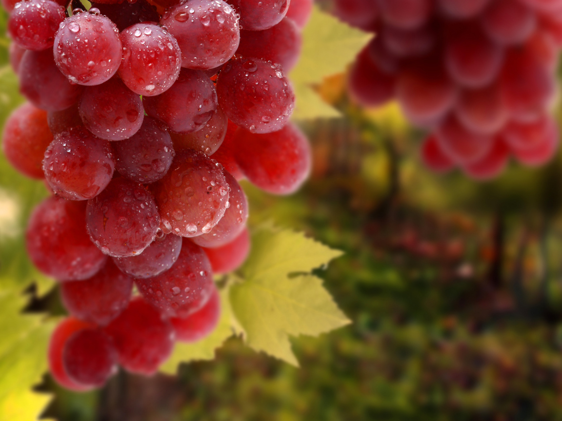 Bunches of red grapes