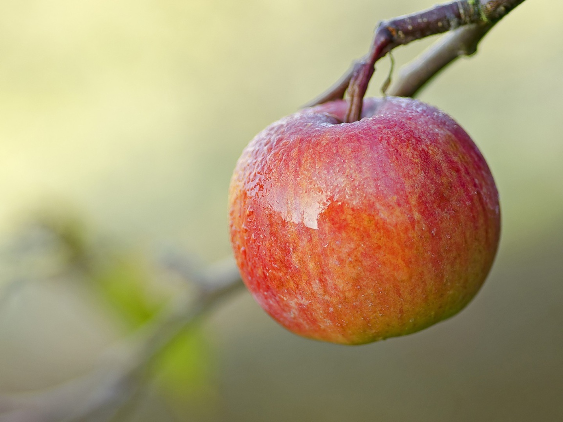 Спелое красное яблоко на ветке