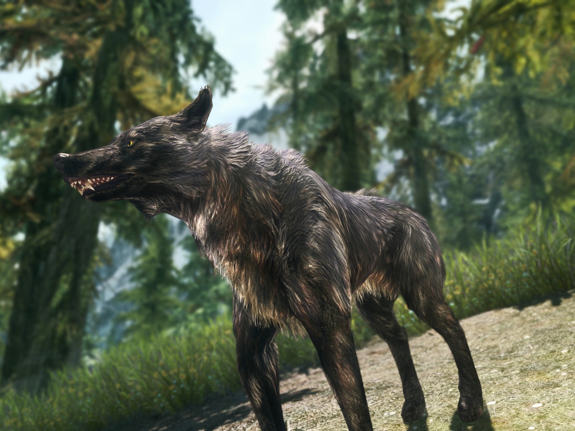 Волк в лесу, игра The Elder Scrolls V Skyrim