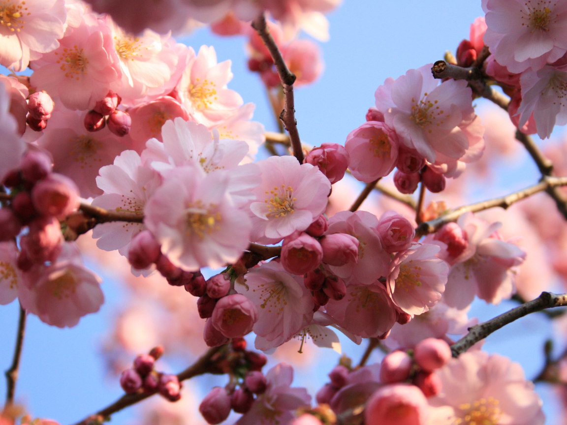 Розовые цветы на деревьях на 8 марта