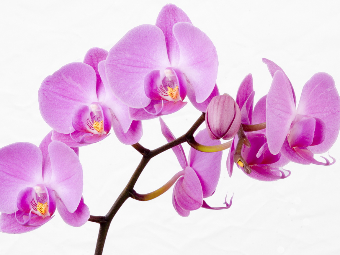 Веточка с красивыми цветами для девушки на 8 марта