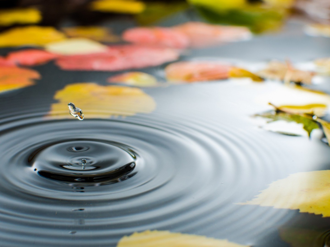 Капля воды в луже