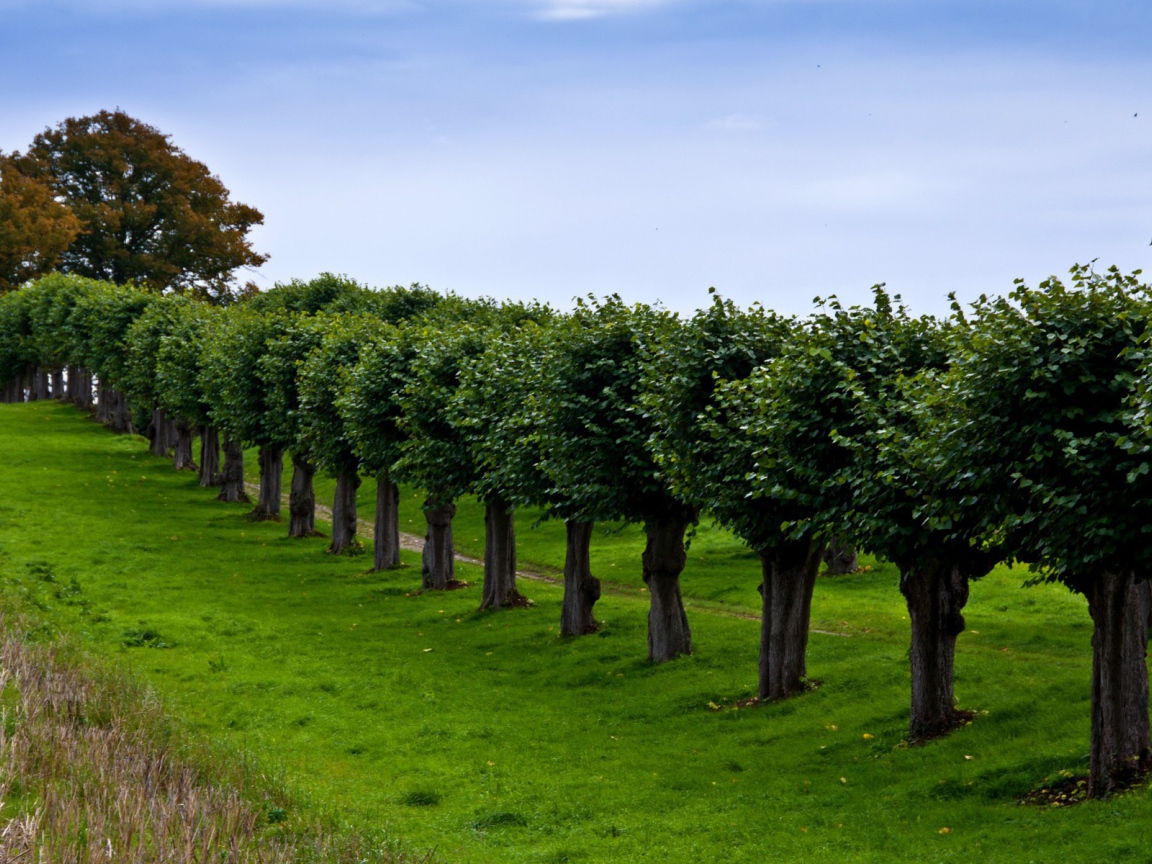 Ряд подстриженных деревьев вдоль тропинки