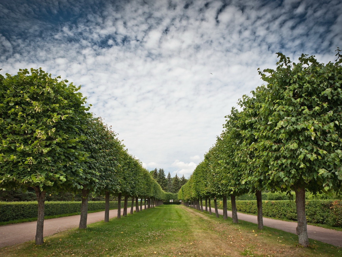 Аккуратная аллея лиственных деревьев
