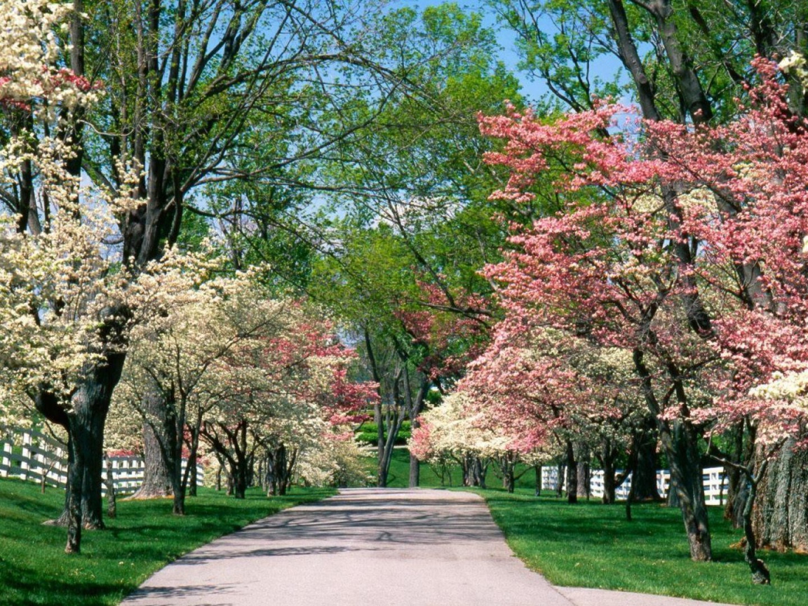 Аллея для прогулок в цветущем парке