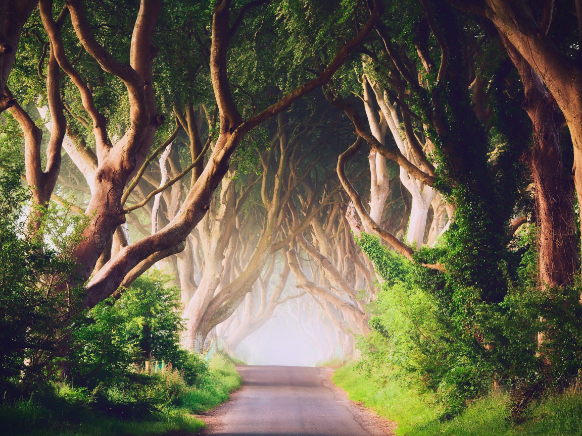 Аллея старых деревьев в Ирландии