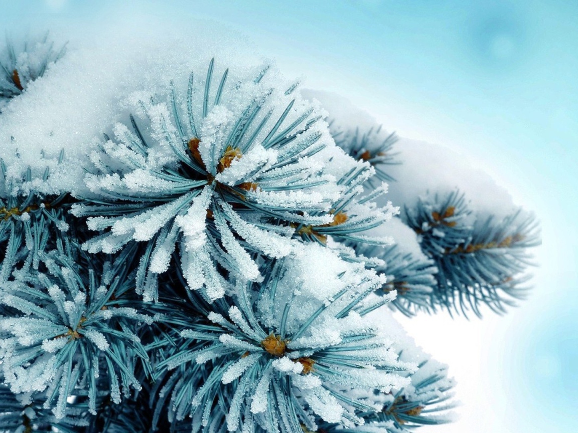 Елку припорошило снегом