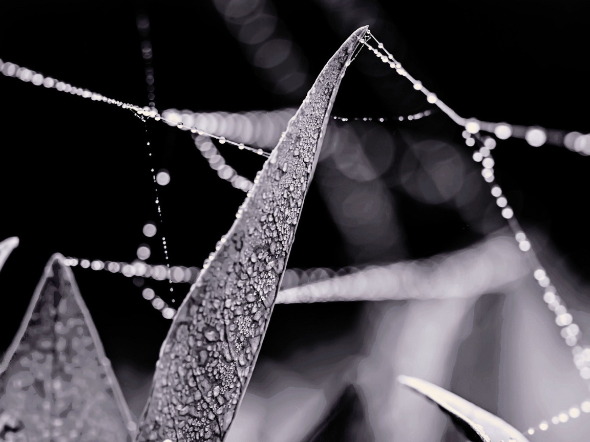 Роса на нитях паутины между травой