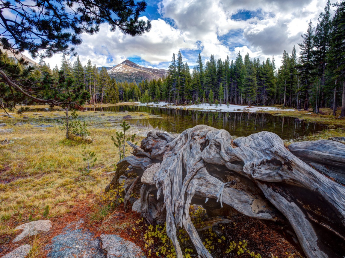 Сухие остатки деревьев