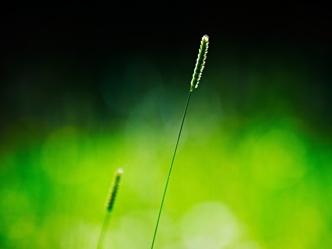 Одинокий зеленый колосок