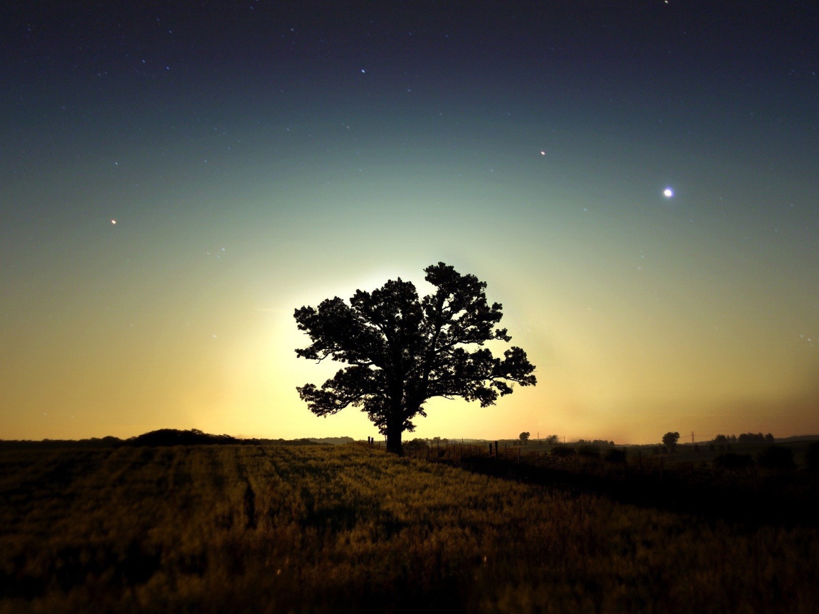 Одинокое дерево в поле