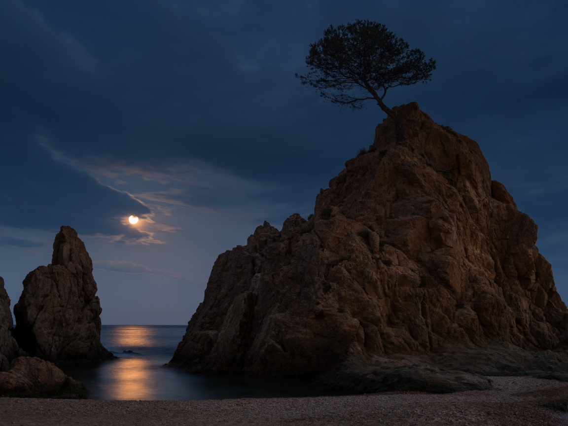 Одинокое дерево на голой скале
