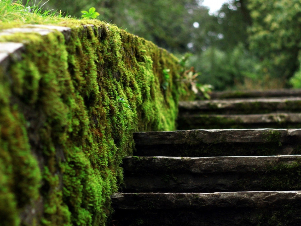 Мох на краю каменной лестницы