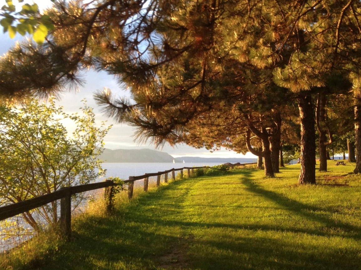 Парк с хвойными деревьями