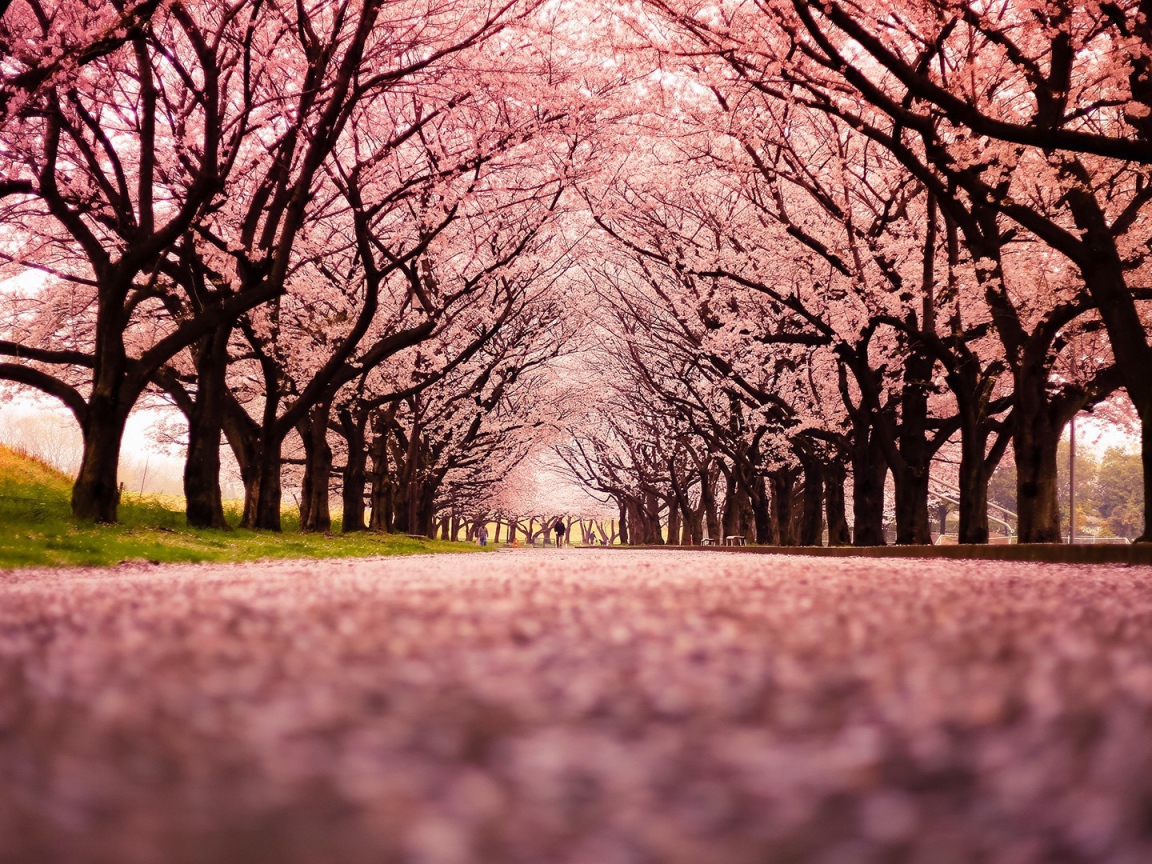 Розовая аллея цветущей сакуры