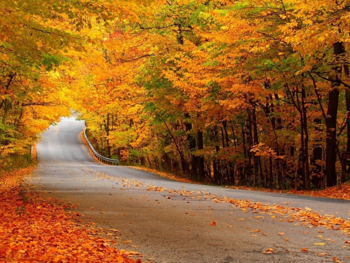 Автомобильная дорога в осеннем лесу