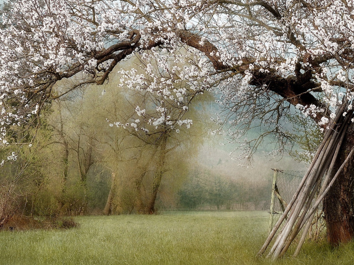 Палки у ствола цветущего дерева