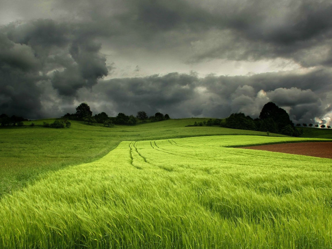 Грозовые тучи над полем зеленой пшеницы