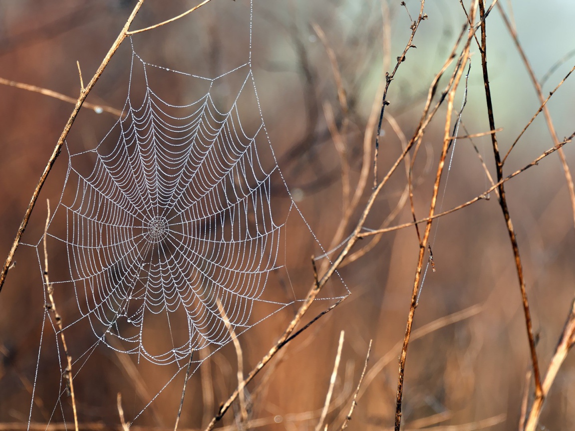 Нити паутины среди сухих веток