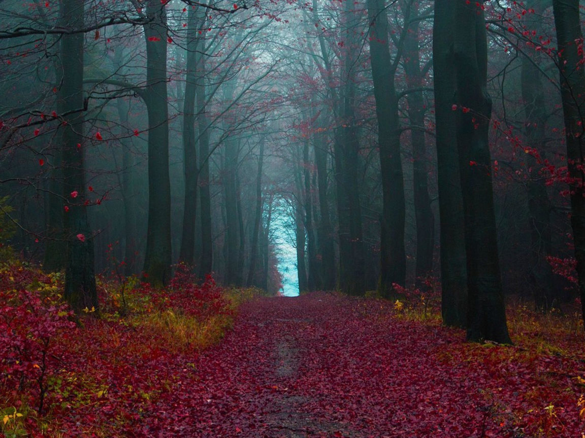 The path in the woods covered with red leaves