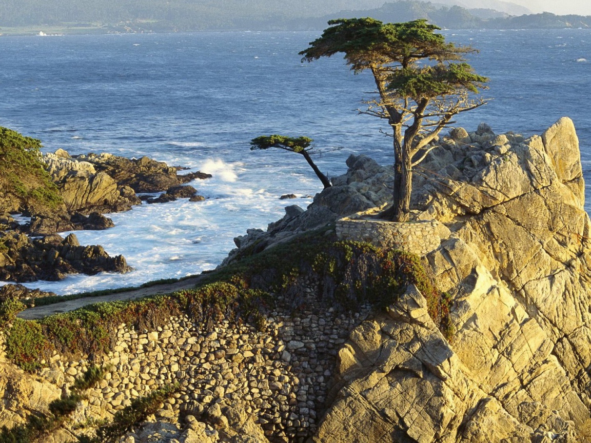 Дерево на каменной скале над морем