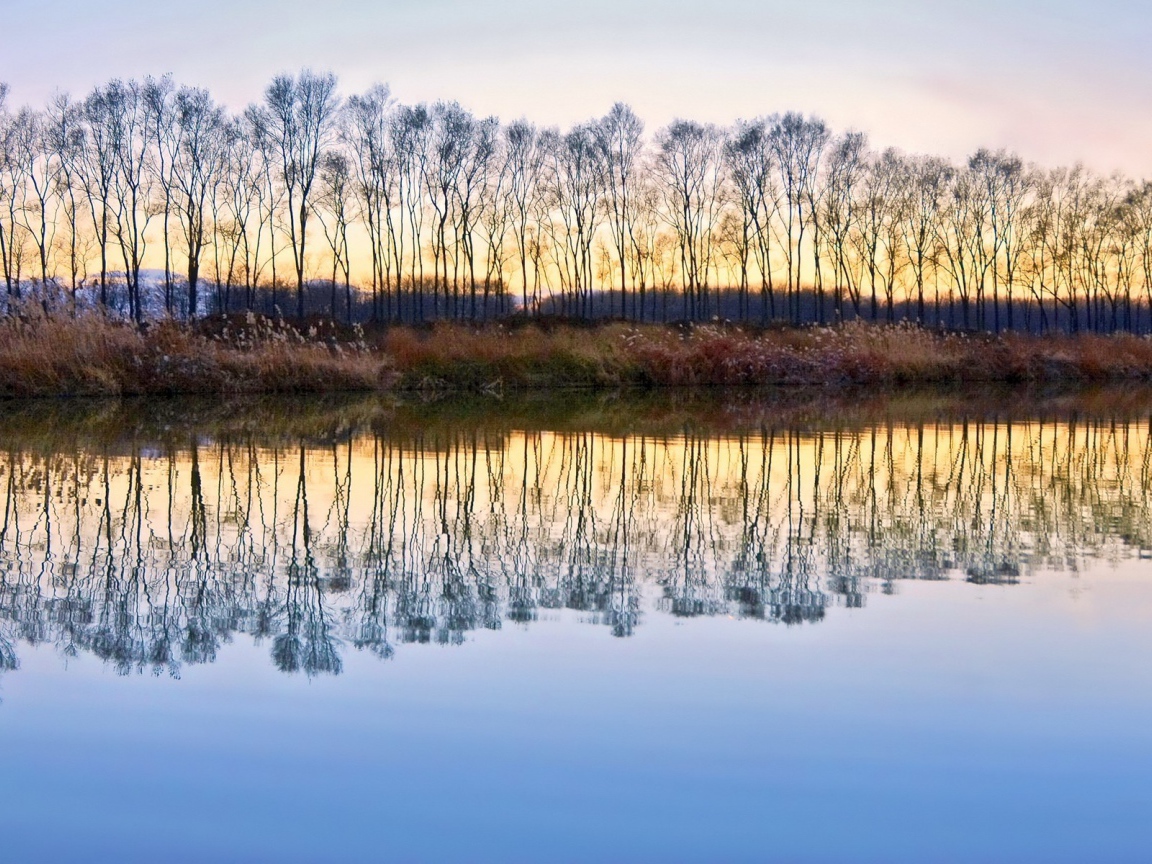 Деревья без листьев отражаются в воде