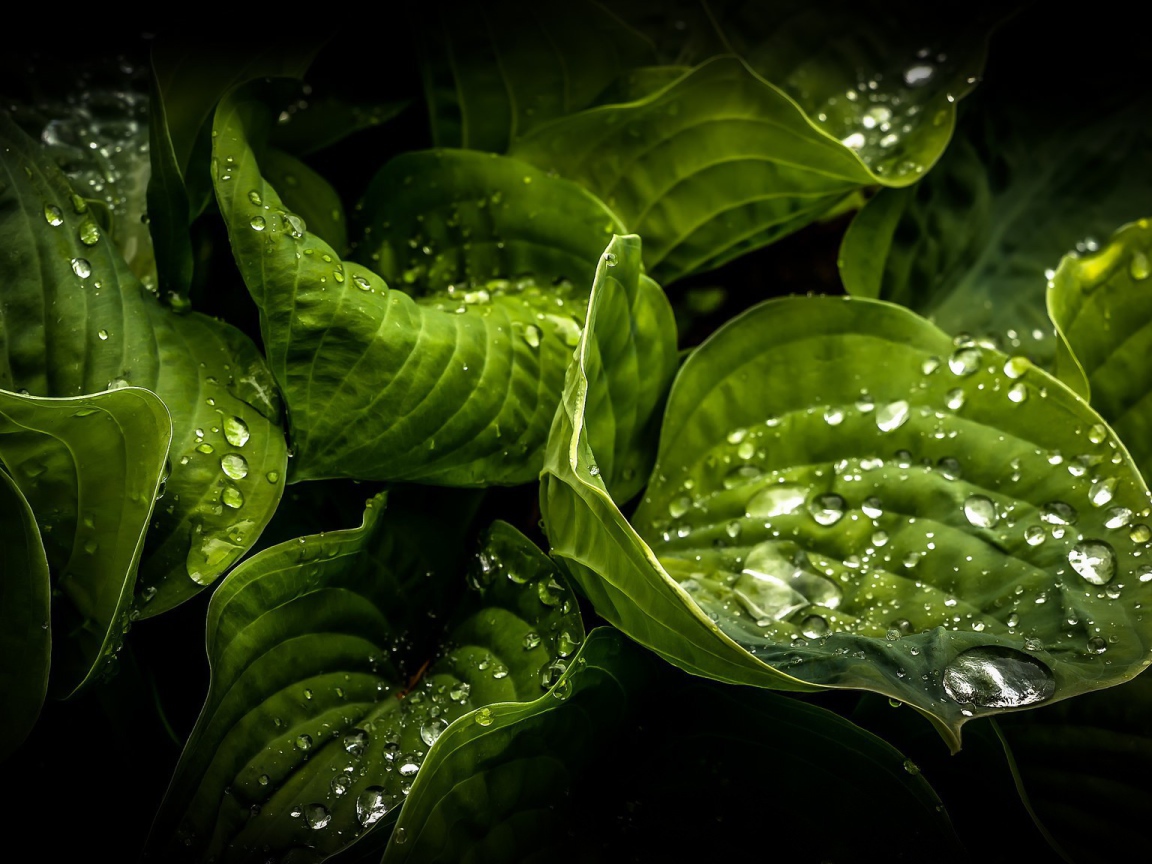 Влажные зеленые листья растений