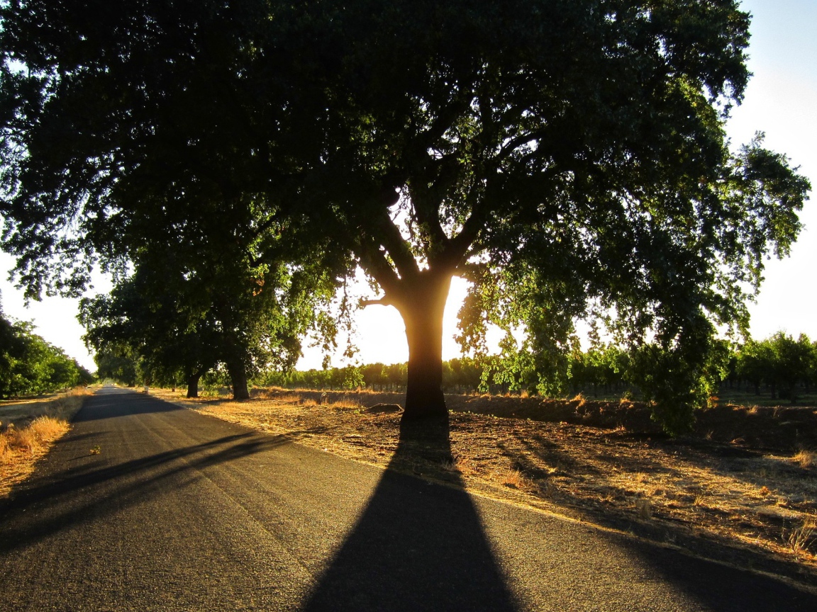 Широкая крона у придорожного дерева