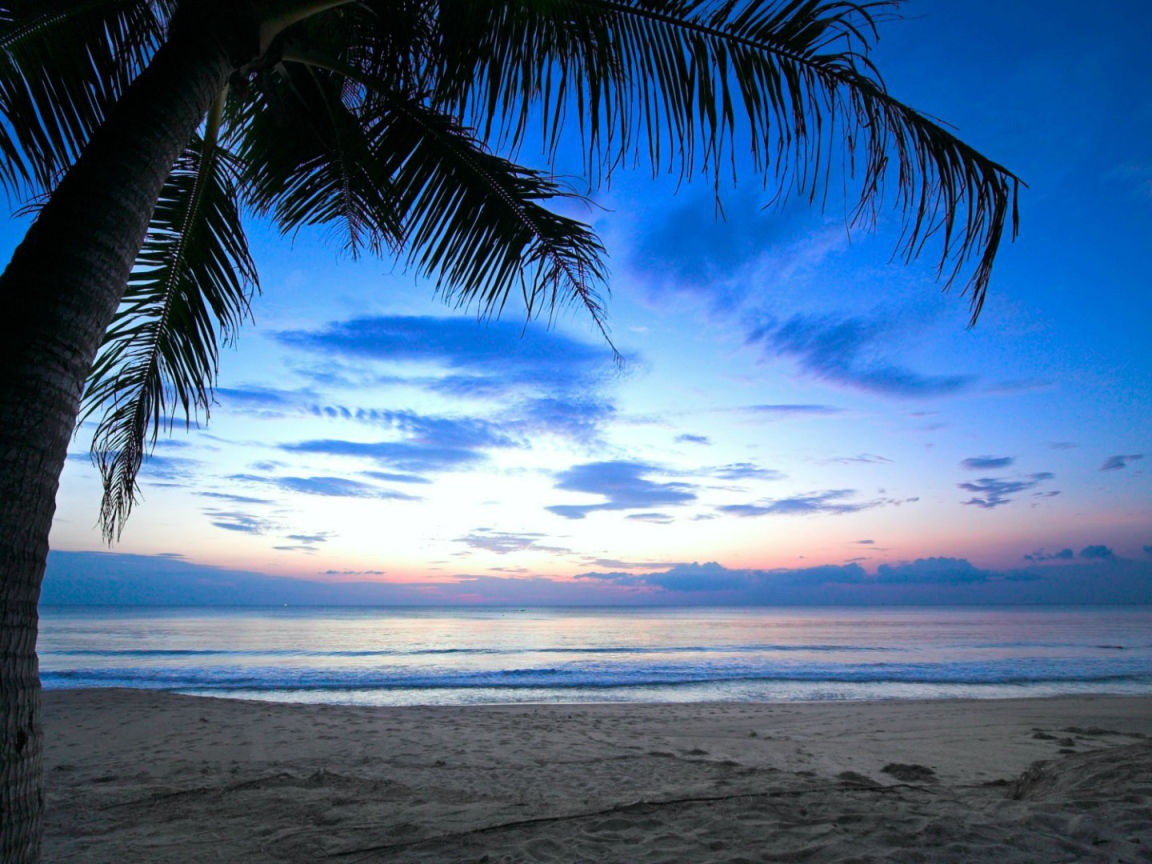 Пальма на пляже на Карибах